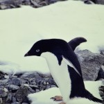 An Adélie penguin tiptoes across the shoreline, Antarctica 1990